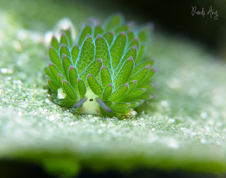 Costasiella kuroshimae