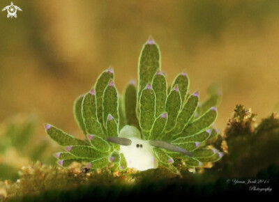 这种学名为Costasiella kuroshimae的海蛞蝓，长像酷似小绵羊。简直萌萌哒的像个小精灵~！！