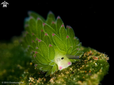 这种学名为Costasiella kuroshimae的海蛞蝓，长像酷似小绵羊。简直萌萌哒的像个小精灵~！！