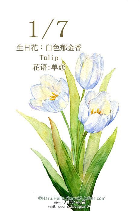 1月7日の生日花【白色郁金香】花语:单恋 您是一个很有理想的人，往往将一件平凡的事情美化，寻求心中神圣的爱。但因为您的高傲及自以为是，不会轻易将心声吐露，形成自我精神苦恋或单恋，您或许认为这样的恋爱才是忧郁、理想的爱。 单恋是苦果，相恋才是感情升华。