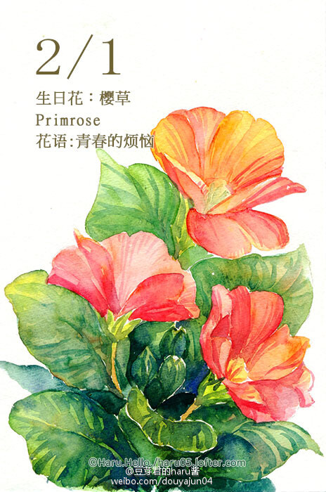 2月1日の生日花【樱草 】花语:青春的烦恼 花占卜:您是个幻想青年,满