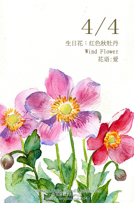 4月4日の生日花 红色秋牡丹 花语 爱花占卜 您说话总是小心 不会轻易吐露自己的思想感情 陷入孤独之中 您应该抛开思想包袱 多些与人沟通 勇敢地向您所爱的人表示爱意吧 花箴言