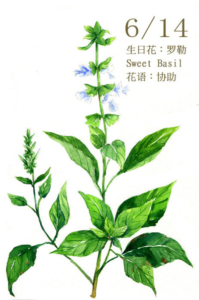 6.14 生日花：羅勒 Sweet Basil 花語(yǔ)：協(xié)助 羅勒的葉片自古以來(lái)不但被人們視為一種珍貴的香料，也是一種神聖之物，目 前全世界都普遍栽培這種植物。烹煮食物時(shí)，加一點(diǎn)羅勒香料，可以增加食物的風(fēng) 味。因此羅勒…