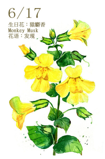 6.17 生日花：猿麝香 Monkey Musk 花語(yǔ)：發(fā)現(xiàn) Discovery 在英國(guó)這種植物多半生長(zhǎng)在水邊，不過(guò)它是原產(chǎn)於美洲大陸的野生花。一些前 往美洲大陸探險(xiǎn)的歐洲人，驚豔於這種花的美麗，隨即帶回故鄉(xiāng)加以栽種。因此它 …