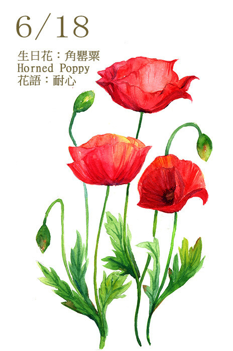 六月十八日 生日花：角罌粟 Horned Poppy 花語：耐心 在英國這種植物具有治療跌打損傷的功效，把角罌粟的根部磨碎之後製成藥膏 ，在患部塗抹後，可以減輕疼痛。而它的花語是－耐心。