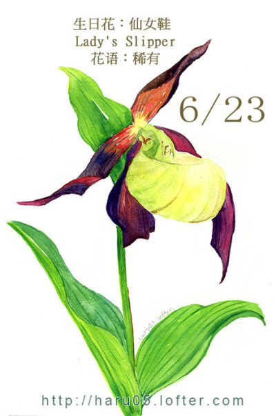 6.23 生日花：仙女鞋 Lady's Slipper 花語：稀有 這是一種非常罕見的植物，在英國只有在特定的石灰質土質才能夠生長。雖然 在以前隨處可見，但是自從某些不法之徒濫挖以謀求暴利之後，仙女鞋即面臨絕種 的命運。…