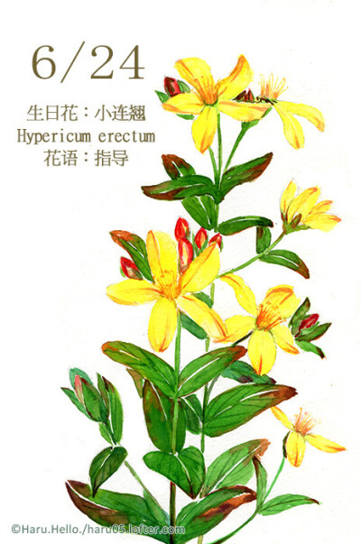 6.24 生日花：小連翹（Slender StiJohn's Wort） 花語：指導（Guidance） 小連翹有一個別名稱為聖約翰之草，所紀念的聖人就是替耶穌施喜的聖約翰。 因此這種花的花語就是－指導。