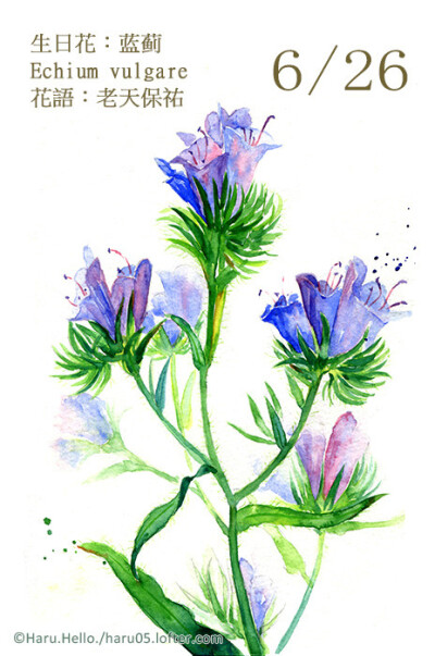 6.26 生日花：蓝蓟 Echium vulgare 花語：老天保祐 西元十三世紀，蘇格蘭城堡遭到丹麥軍隊的突襲包圍，這支丹麥軍隊在行進的途中，不小心被闖薊花叢，由於遭藍薊花的刺札到疼痛不已而發出哀叫聲，結果被蘇格蘭軍…