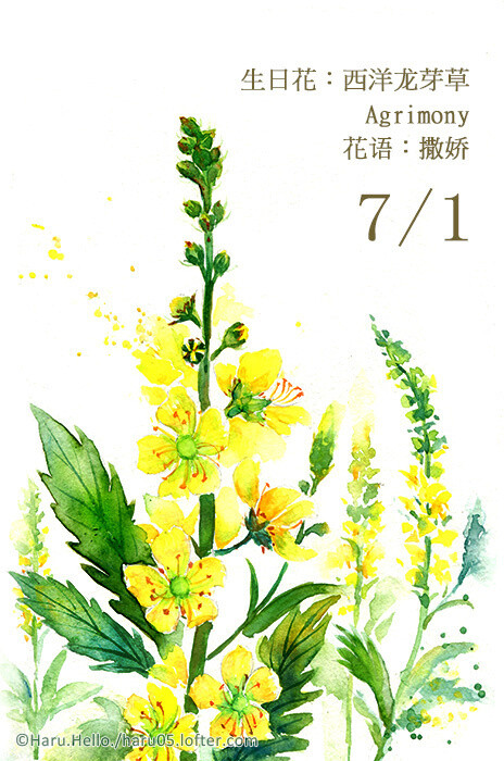 7.1 生日花：西洋龍芽草 Agrimony 花語：撒嬌 西洋龍芽草是開杏黃色花朵的植物，果實外表覆有一層絨毛。凡是經過的人或 動物，都會沾到它的種子，並藉此廣布到各處。所以它的繁殖方式就是依賴他人， 因此西洋龍芽草的花語就是－撒嬌。