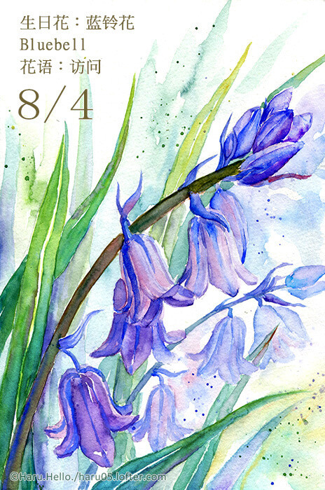 每日一花 8.4 生日花：藍鈴花（Harebell） 花語：訪問（Call） 藍鈴花又稱「蘇格蘭的蘭色鈴鐺」或「妖精的鈴鐺」。因為它的外形看起來像 個吊鐘，而吊鐘容易讓人聯想到房子玄關處所掛的鈴鐺。