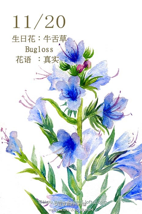 11月20日の生日花【牛舌草】花语: 真实 您是个充满正义感的人，讨厌虚假的谎言，在这个充斥虚伪的资讯时代，您是一位难得的正直之士。但您的正义感经常受到考验和打击，有时甚至被孤立，您要坚持下去，让更多人知道这世上仍有公义。 坚持信念是需要勇气的。