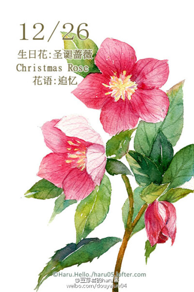 爱好而已 生日花 堆糖 美图壁纸兴趣社区
