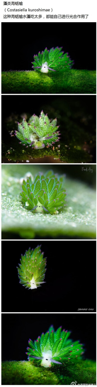 海蛞蝓真是一种最炫最神奇的生物......它们有3000多种，全世界到处都有分布.... 关键是，不同的品种... 长得都这么炫....