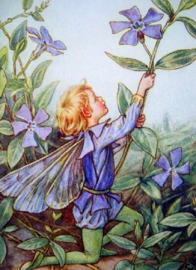 Cicely Mary Barker花仙子插画系列，满满的治愈。