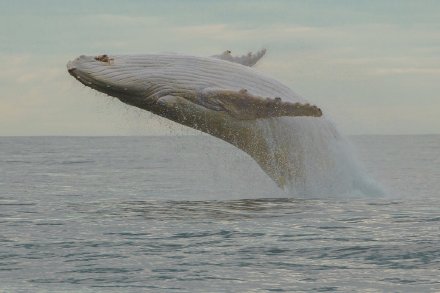 【MIGALOO】米伽罗，2013年9月在澳洲新南威尔士州的北部海岸，人们发现并用相机记录了这只白色座头鲸的影像，这头座头鲸每年从南极迁徙来北部海岸一次，也是世界上唯一的白色雄性座头鲸，很多人都亲眼看过他。