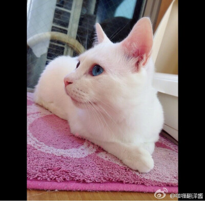 来自日推的吐舌猫，长得这么美就算了！还喜欢吐舌头啊！萌死了（★＞U＜★）