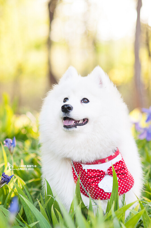 狗?萨摩耶?犬?动物?宠物?可爱?夕阳