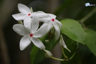 新加坡蕊木 学名：Kopsia singapurensis 英文名：Singapore kopsia, White kopsia. 科属：夹竹桃科（Apocynaceae）蕊木属（Kopsia） 原产地：马来半岛、新加坡