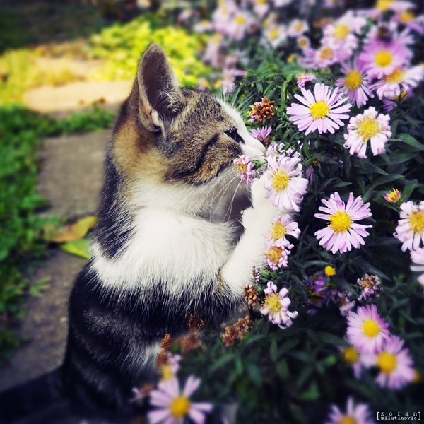 ❀花与猫