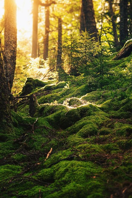 森林的地面上，新不伦瑞克，加拿大 Forest Floor, New Brunswick, Canada