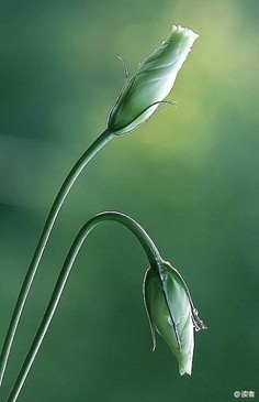 朝辞彩叶寄流云采集到禅是一枝花