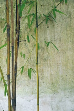 朝辞彩叶寄流云采集到禅是一枝花