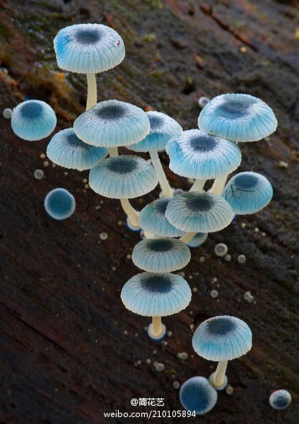 炫蓝蘑菇（Mycena interrupta），俗称“精灵的梧桐”，是蘑菇的一种。颜色鲜丽但是并不发光，未成熟幼苗时期时呈现蓝色，传说吃下后眼睛可以变成蓝色（！！！应该有毒，不建议尝试哦）。小简觉得它和土耳其的吉祥物“蓝眼睛”极相似呢