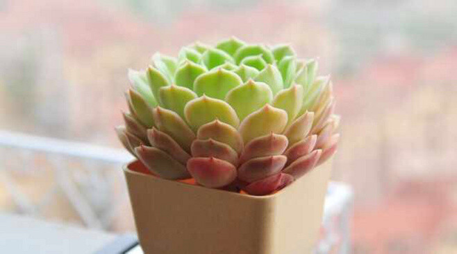 #昂斯诺# Echeveria cv Onslow 景天科(CRASSULACEAE) / 拟石莲属(Echeveria) 渐变的！！真美！ #多肉植物# ≖‿≖✧8号抹茶-收集