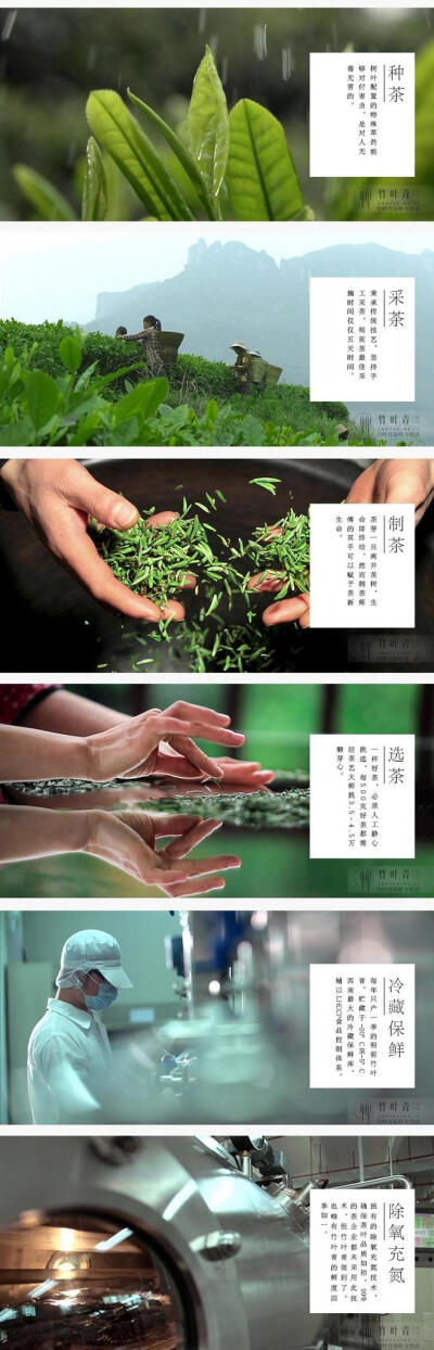 【竹叶青- 品味】2015年春茶明前新茶绿茶叶嫩芽 自饮装100g-tmall.com天猫