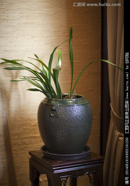 兰花 花卉 植物 室内 盆栽