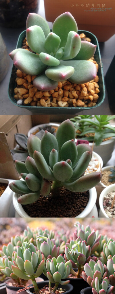 【青星美人】Pachyphytum 'Dr. Cornelius' 景天科/厚叶草属 浇水是干透才浇透，不干不浇水。 春秋生长季节土干燥后再浇水， 夏天要减少浇水，保持通风， 并且避免暴晒。 冬季放在室内向阳处。 #青星美人# #多肉植物#…