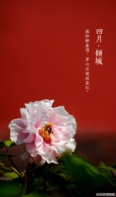  遥知娇羞俏，芳心浮现欲染红.#紫禁城岁时#紫禁城中诸花芳谢之时，御花园牡丹展姿怒放，正应了这句“有此倾城好颜色，天教晚发赛诸花。”园内二百余株牡丹，重葩吐艳，千娇万态。花开花落二十日，绝代只西子，众芳惟…