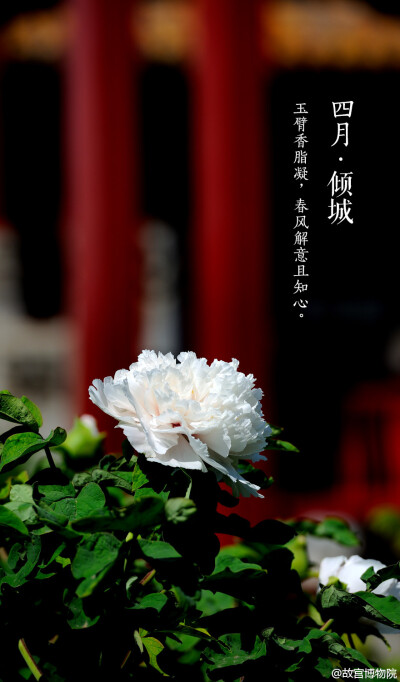  玉臂香脂凝，春风解意且知心.#紫禁城岁时#紫禁城中诸花芳谢之时，御花园牡丹展姿怒放，正应了这句“有此倾城好颜色，天教晚发赛诸花。”园内二百余株牡丹，重葩吐艳，千娇万态。花开花落二十日，绝代只西子，众芳惟…