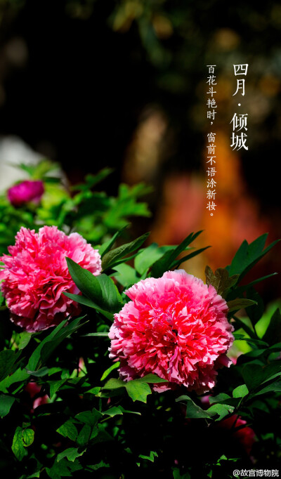  百花斗艳时，窗前不语涂新妆#紫禁城岁时#紫禁城中诸花芳谢之时，御花园牡丹展姿怒放，正应了这句“有此倾城好颜色，天教晚发赛诸花。”园内二百余株牡丹，重葩吐艳，千娇万态。花开花落二十日，绝代只西子，众芳惟…