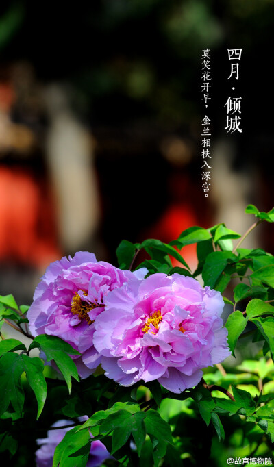  莫笑花开早，金兰相扶入深宫#紫禁城岁时#紫禁城中诸花芳谢之时，御花园牡丹展姿怒放，正应了这句“有此倾城好颜色，天教晚发赛诸花。”园内二百余株牡丹，重葩吐艳，千娇万态。花开花落二十日，绝代只西子，众芳惟…