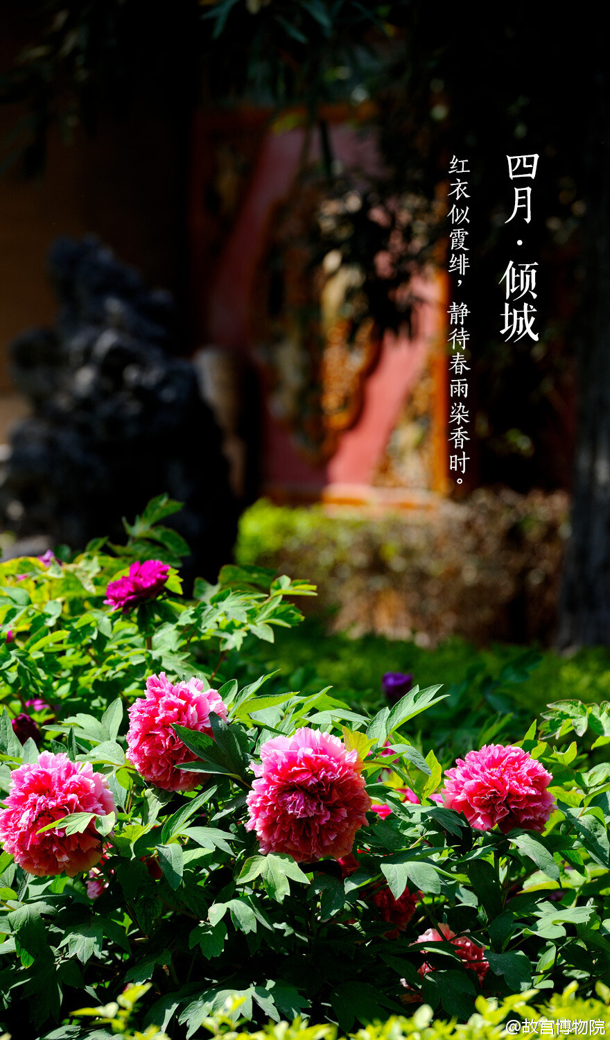  红衣似霞绯，静待春雨染香时#紫禁城岁时#紫禁城中诸花芳谢之时，御花园牡丹展姿怒放，正应了这句“有此倾城好颜色，天教晚发赛诸花。”园内二百余株牡丹，重葩吐艳，千娇万态。花开花落二十日，绝代只西子，众芳惟【四月•倾城】之牡丹。壁纸 桌面 牡丹 紫禁城 故宫 摄影 花卉 中国