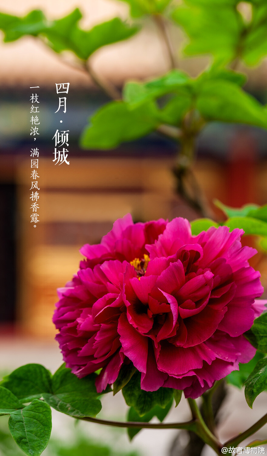  一枝红艳浓，满园春风拂香露#紫禁城岁时#紫禁城中诸花芳谢之时，御花园牡丹展姿怒放，正应了这句“有此倾城好颜色，天教晚发赛诸花。”园内二百余株牡丹，重葩吐艳，千娇万态。花开花落二十日，绝代只西子，众芳惟【四月•倾城】之牡丹。壁纸 桌面 牡丹 紫禁城 故宫 摄影 花卉 中国