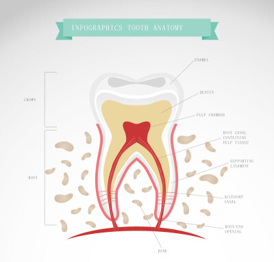 卡通牙齿形态解剖图矢量素材，素材格式：AI，素材关键词：信息图,牙齿