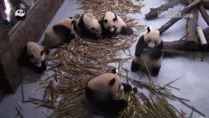 吃左边的好呢还是右边的好呢？结果被抢走了……