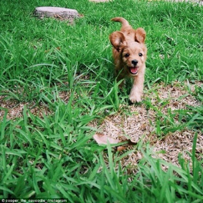 ins上一只超火的狗狗库伯，是查理王骑士犬和贵宾的混血，可爱得让人难以抗拒