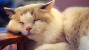 今天，小编为你带来了一组可爱动物桌面壁纸：看这只大灰猫，尖耳朵竖起，圆眼睛瞪起，特别是这眼神，是不是特别的恶狠狠，想要给你点颜色看看，好像对你说:别惹我，烦着呢。我可不是好欺负的。还有更多可爱动物快来欣赏吧！