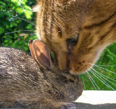 在ins上看到的猫和兔子从第一次相遇到慢慢熟悉的过程~呜呜好有爱