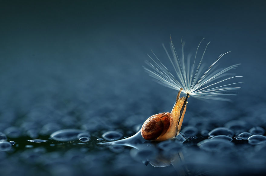 摄影师拍摄小动物避雨瞬间，来自大自然最美的画面，充满梦幻让人窒息的美。。。