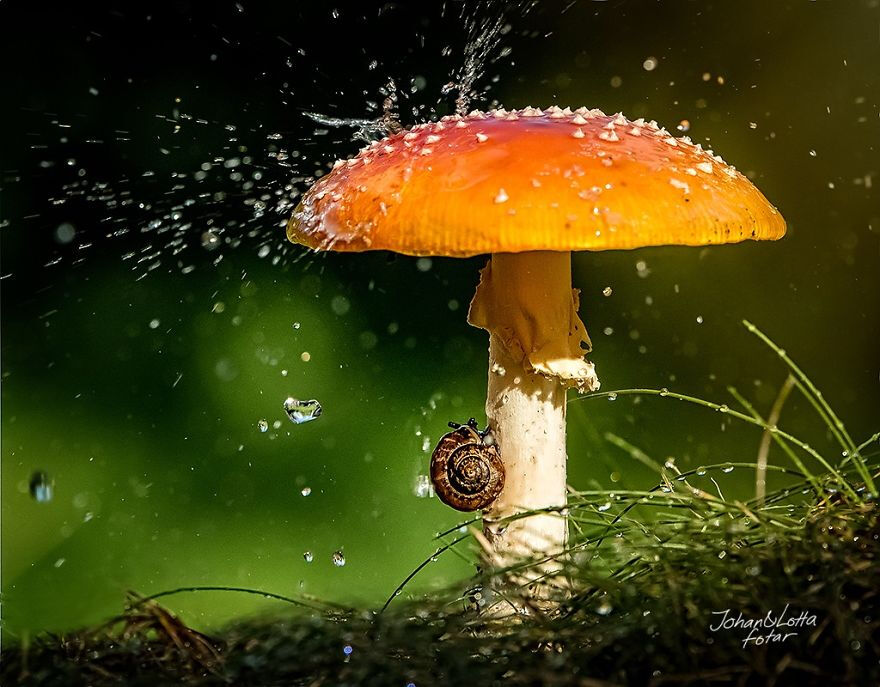 摄影师拍摄小动物避雨瞬间，来自大自然最美的画面，充满梦幻让人窒息的美。。。