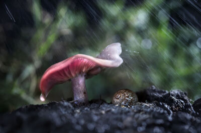 摄影师拍摄小动物避雨瞬间，来自大自然最美的画面，充满梦幻让人窒息的美。。。