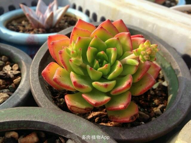 多肉植物 蒂亚 自选组合桌面花卉植物 盆栽绿植 小盆景迷你花卉