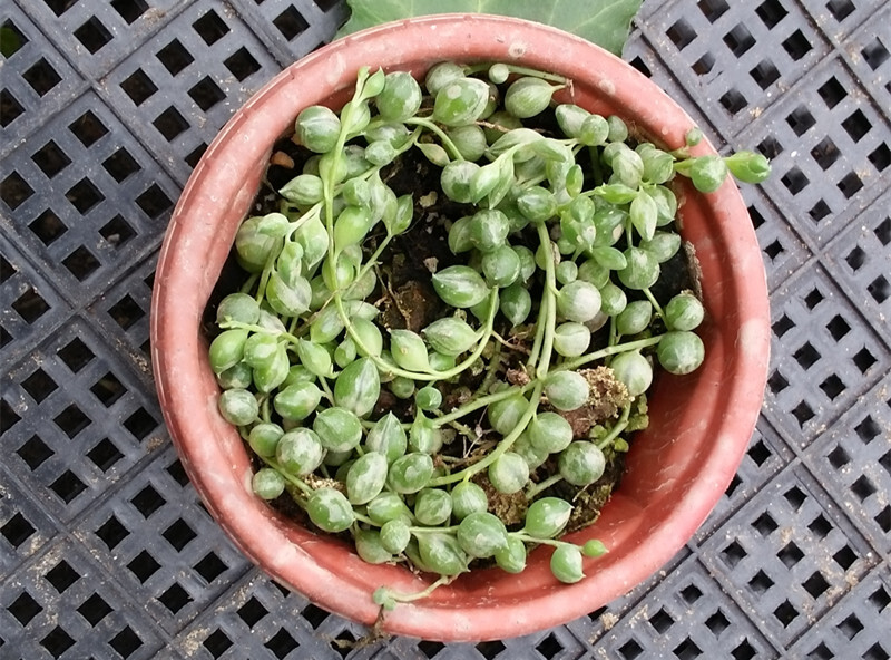 多肉植物 盆栽花卉 吊兰 圆佛珠锦 办公室内绿植小盆景 微微出锦