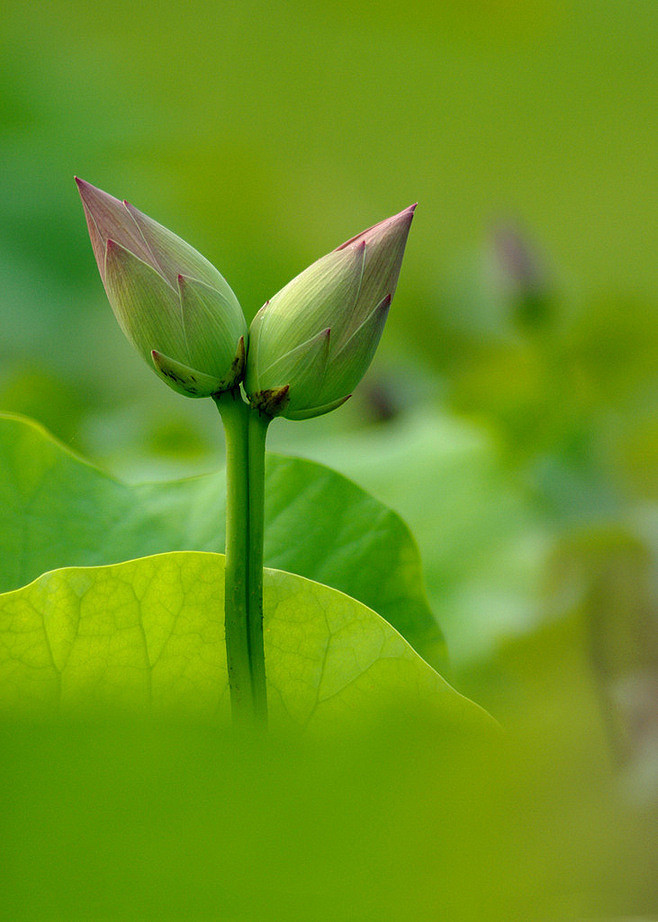 花开并蒂，相濡以沫，相依相守，不离不弃。并蒂莲 ——并蒂莲是并排地长在同一茎上的两朵莲花，文学作品中比喻恩爱的夫妻。