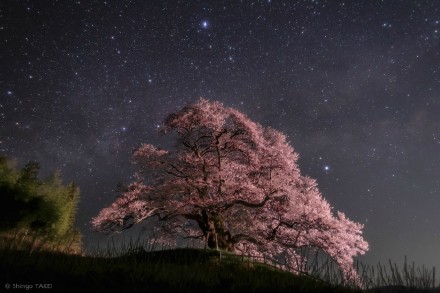 每日一天文图，夏季星空大三角 ，是由明亮织女、天津四和牛郎在天空汇聚而成的大三角，由Shingo Takei拍摄于日本群马县上空。