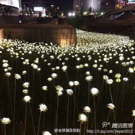 东大门夜空下的DDP LED 玫瑰花海，夜里好浪漫